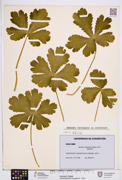 Sanicula crassicaulis [Espécimen: ]