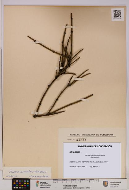 Discaria articulata [Espécimen: UDEC:CONC:0033855]