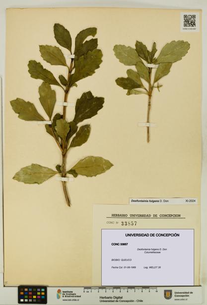 Desfontainia fulgens [Espécimen: UDEC:CONC:0033857]
