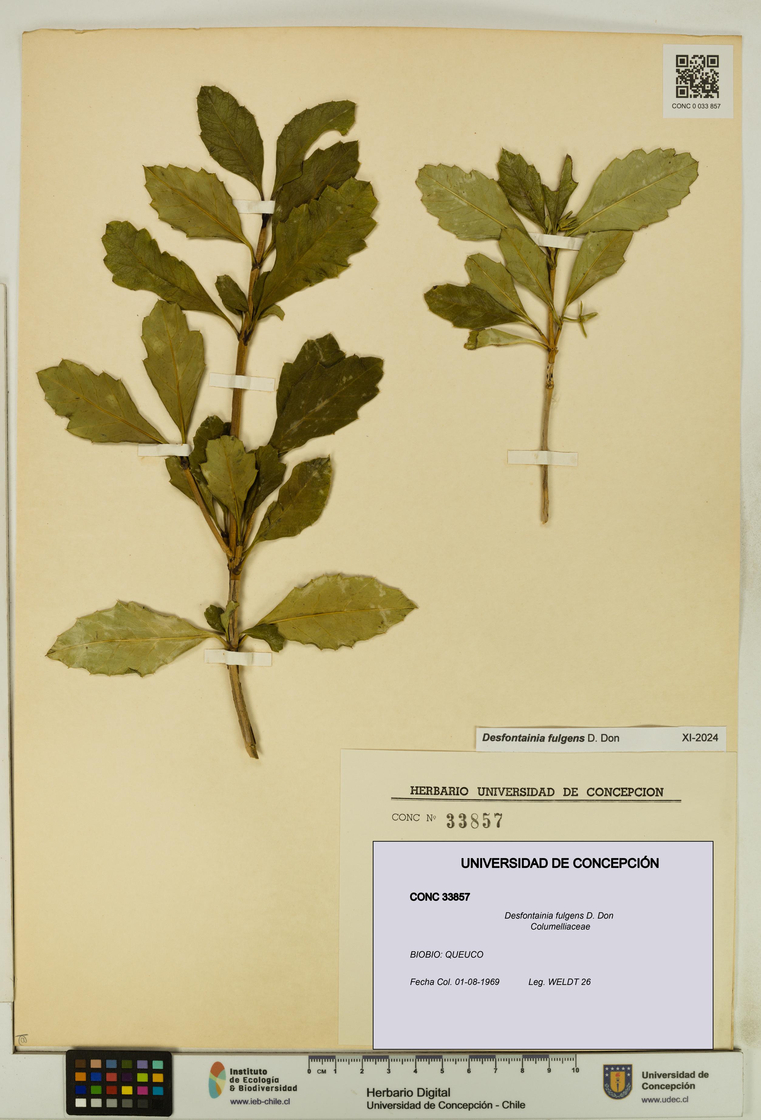 Desfontainia fulgens [Espécimen: UDEC:CONC:0033857]