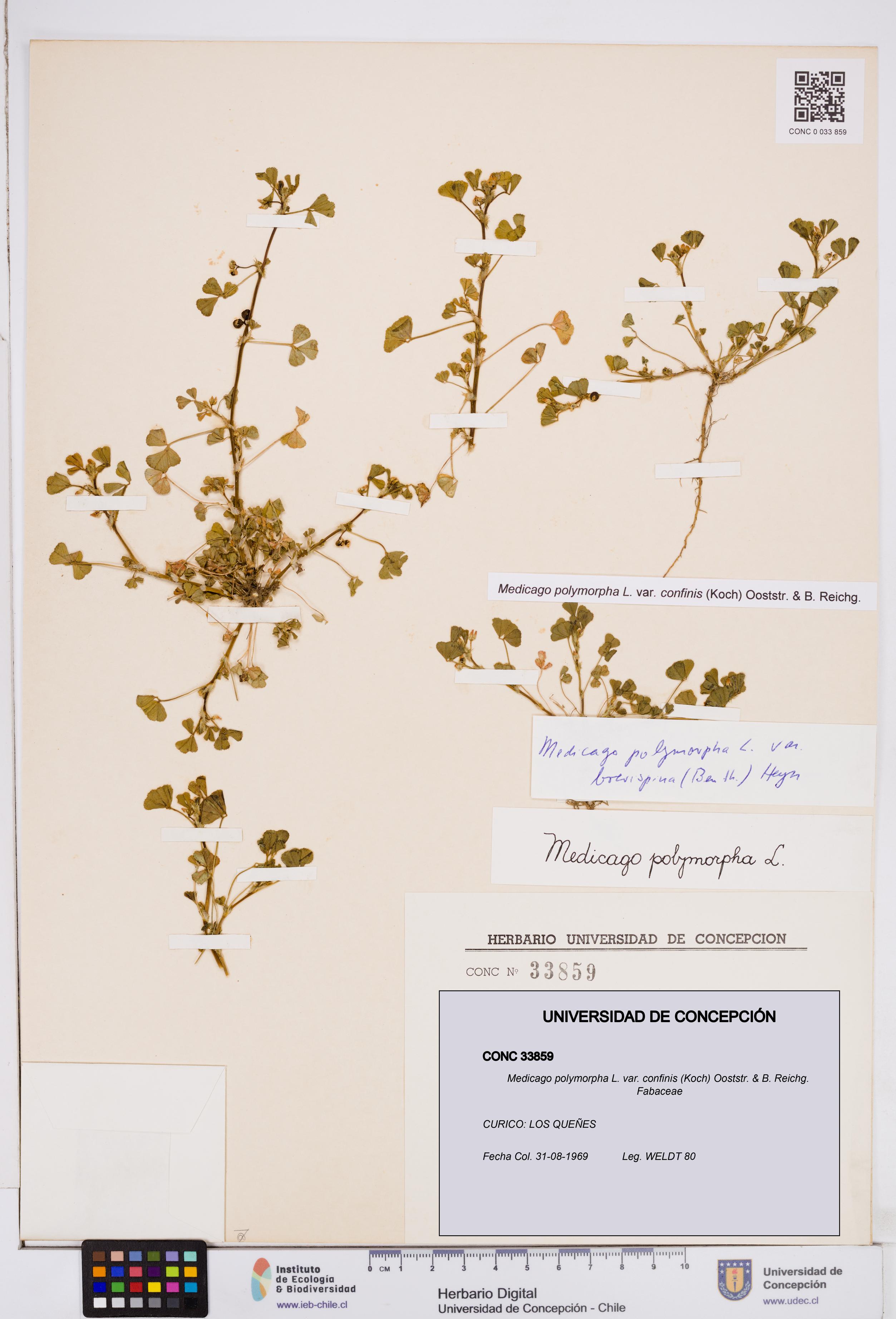 Medicago polymorpha var. confinis [Espécimen: ]