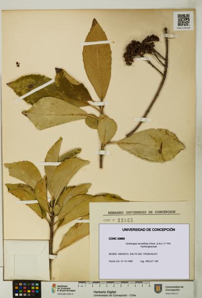 Hydrangea serratifolia [Espécimen: UDEC:CONC:0033865]