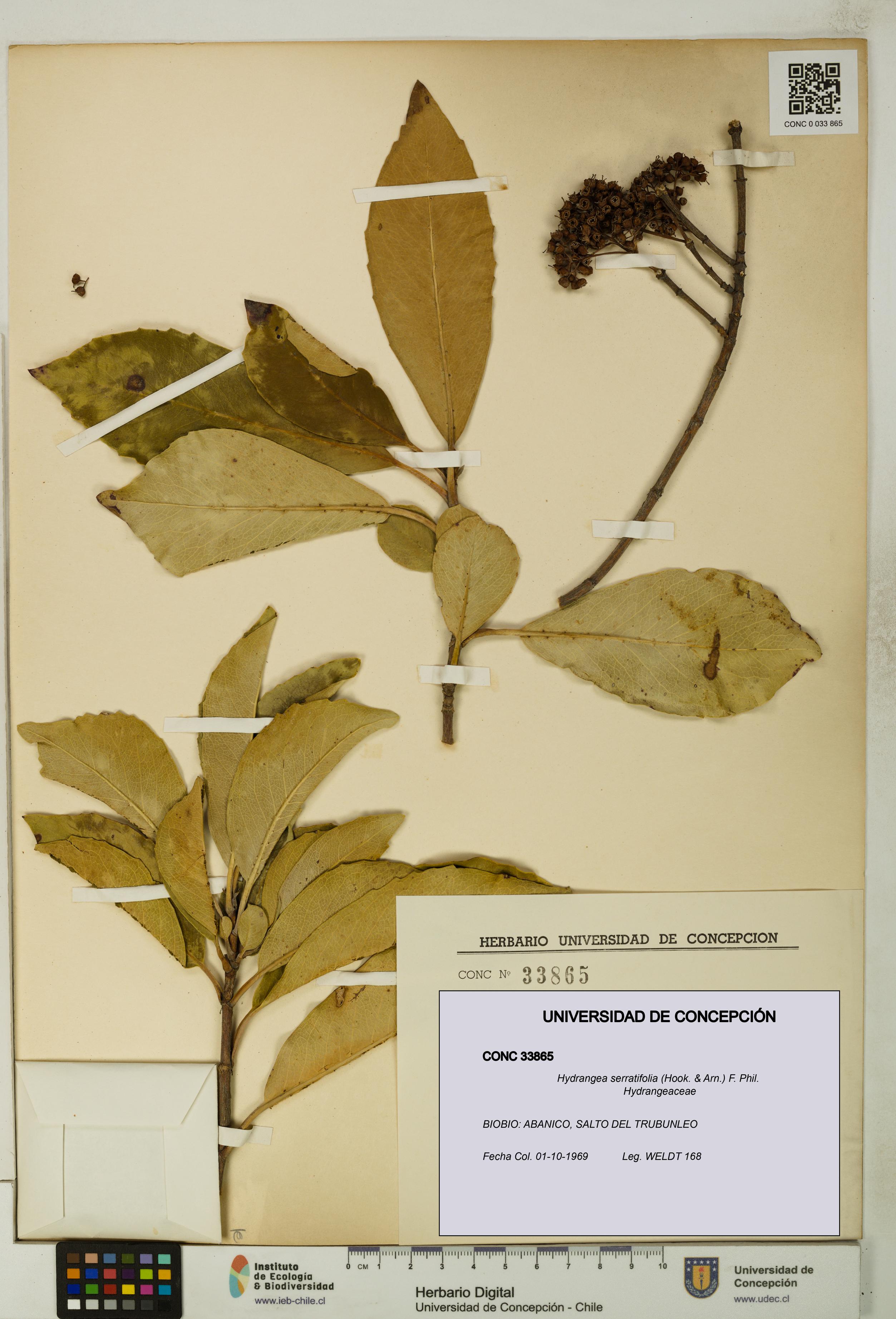 Hydrangea serratifolia [Espécimen: UDEC:CONC:0033865]