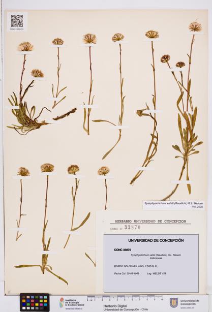 Symphyotrichum vahlii [Espécimen: ]