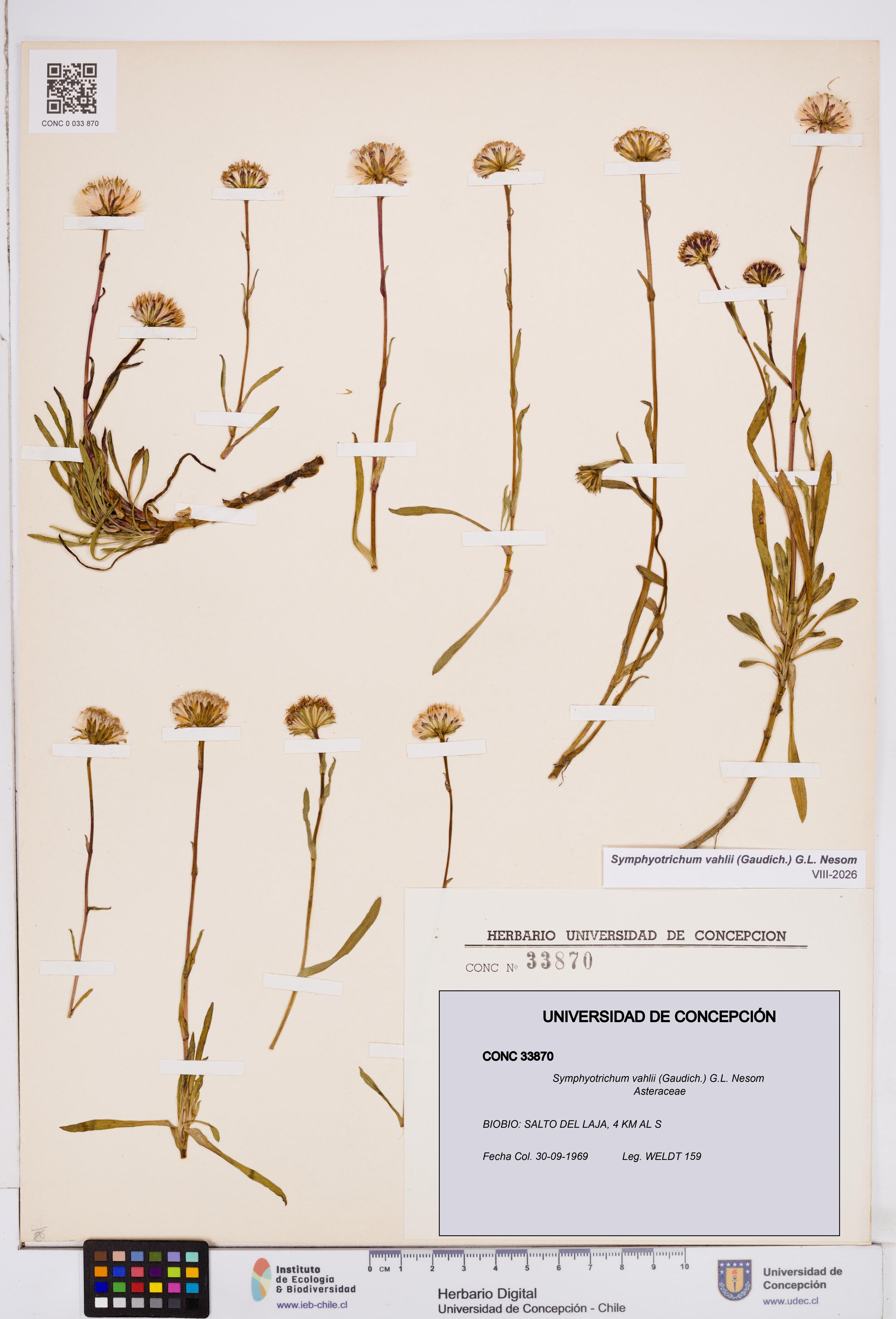 Symphyotrichum vahlii [Espécimen: ]