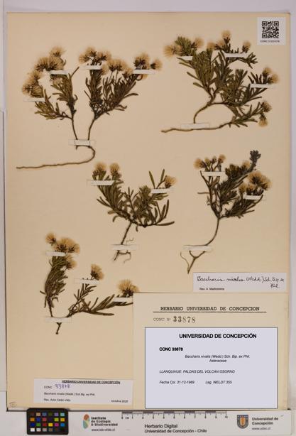 Baccharis nivalis [Espécimen: UDEC:CONC:0033878]