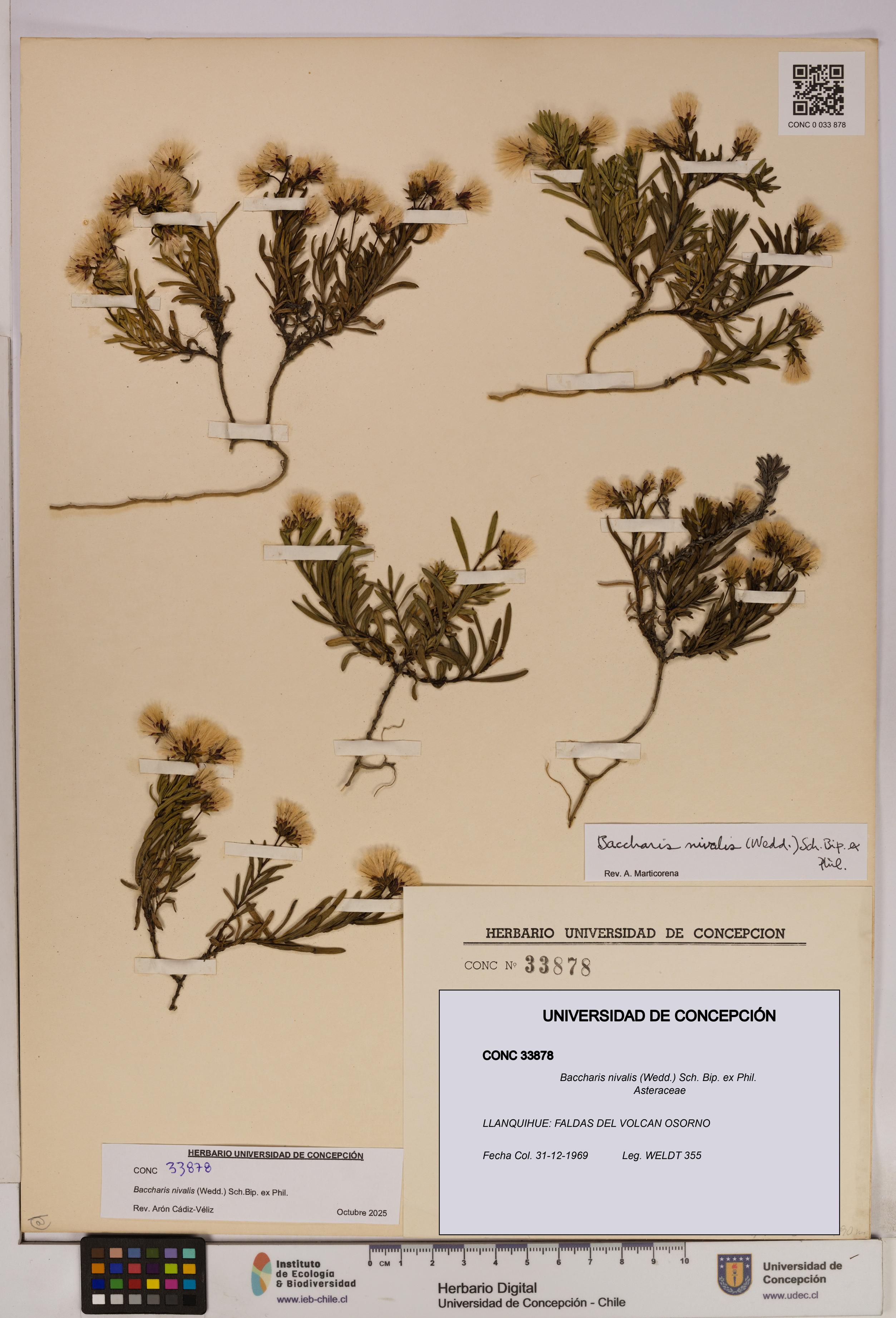 Baccharis nivalis [Espécimen: UDEC:CONC:0033878]