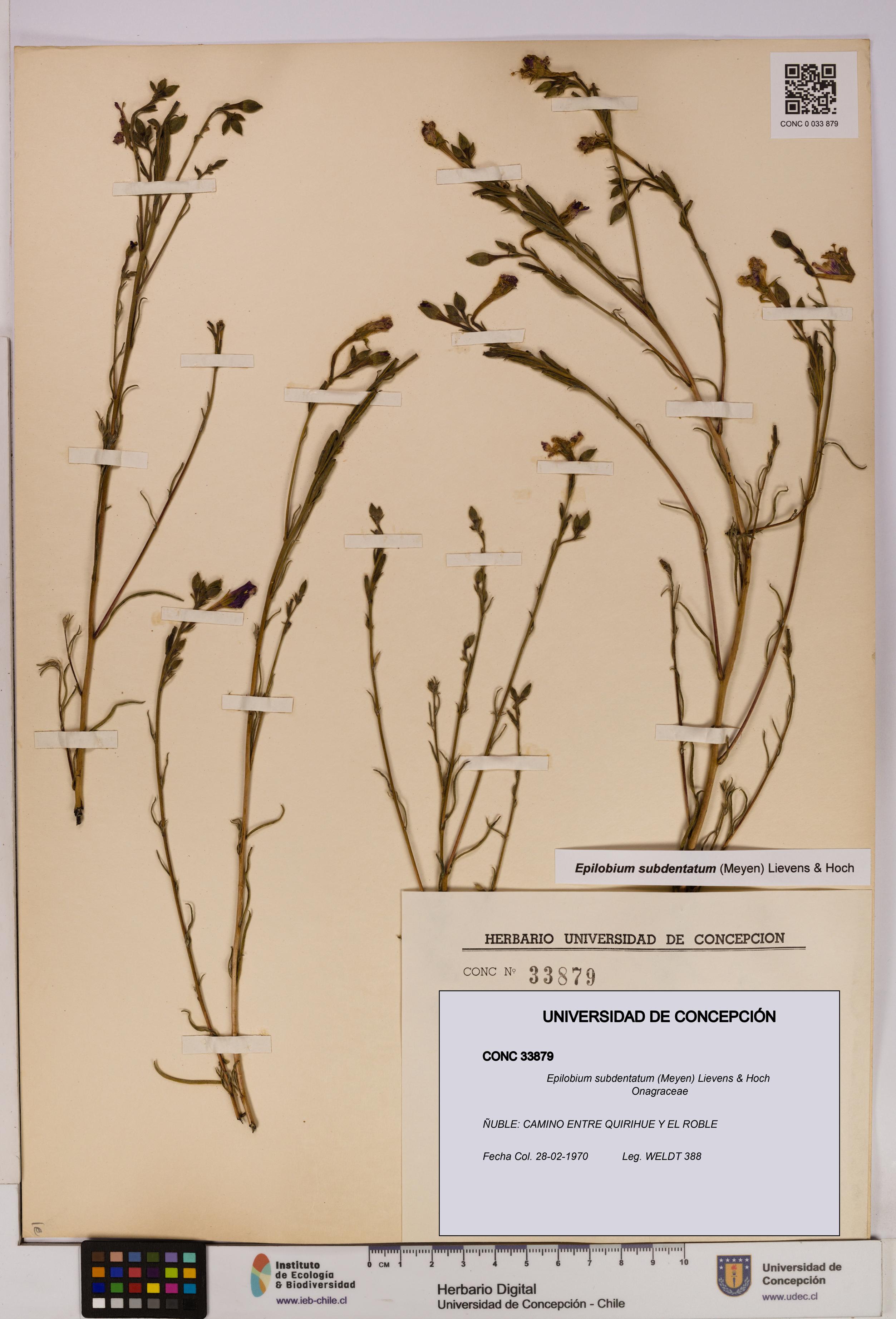 Epilobium subdentatum [Espécimen: UDEC:CONC:0033879]