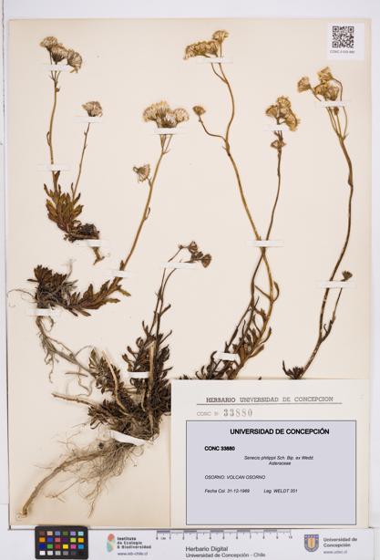 Senecio philippii [Espécimen: ]
