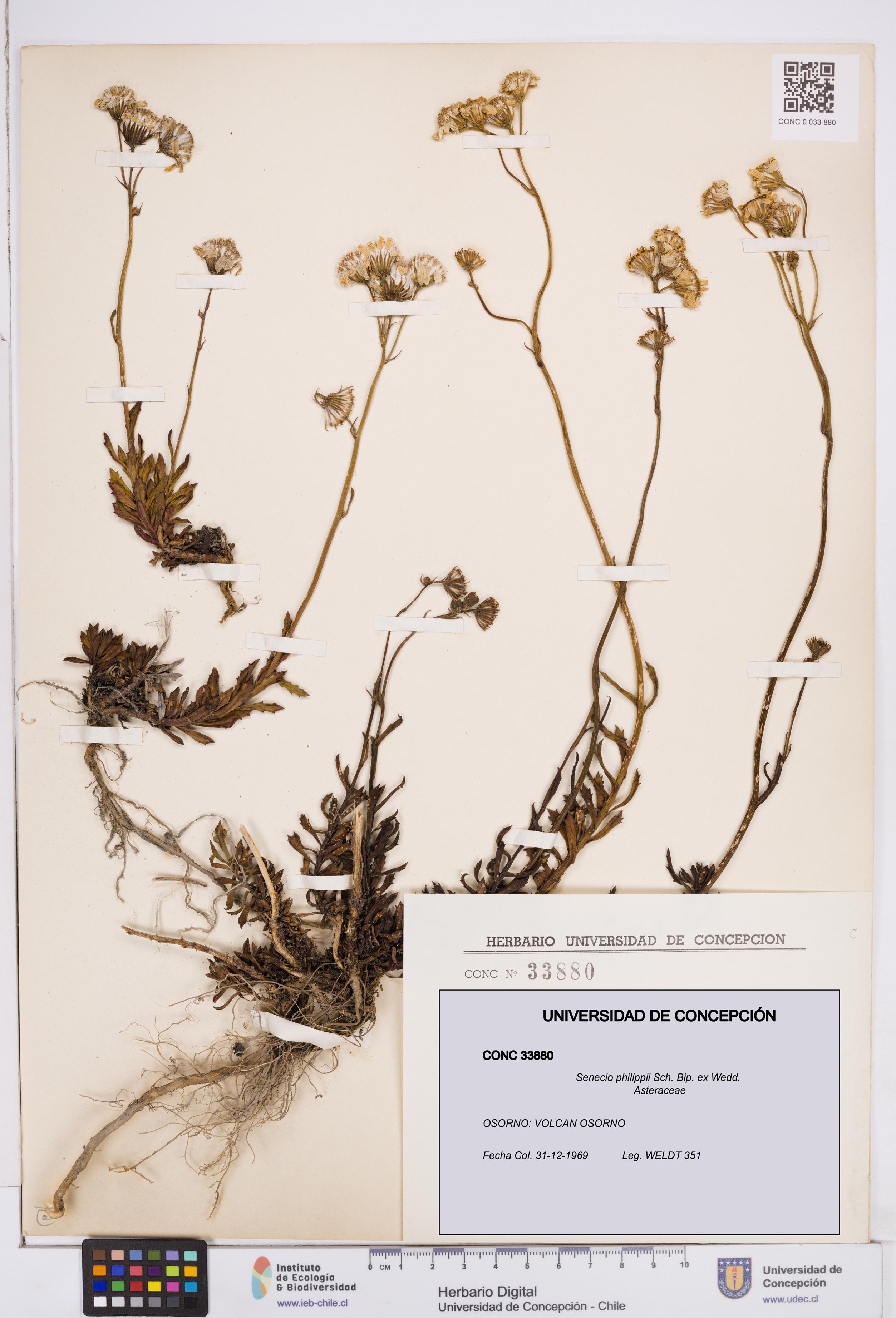 Senecio philippii [Espécimen: ]