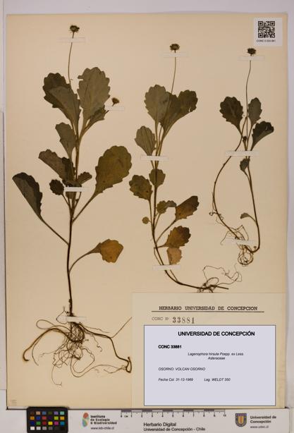 Lagenophora hirsuta [Espécimen: ]