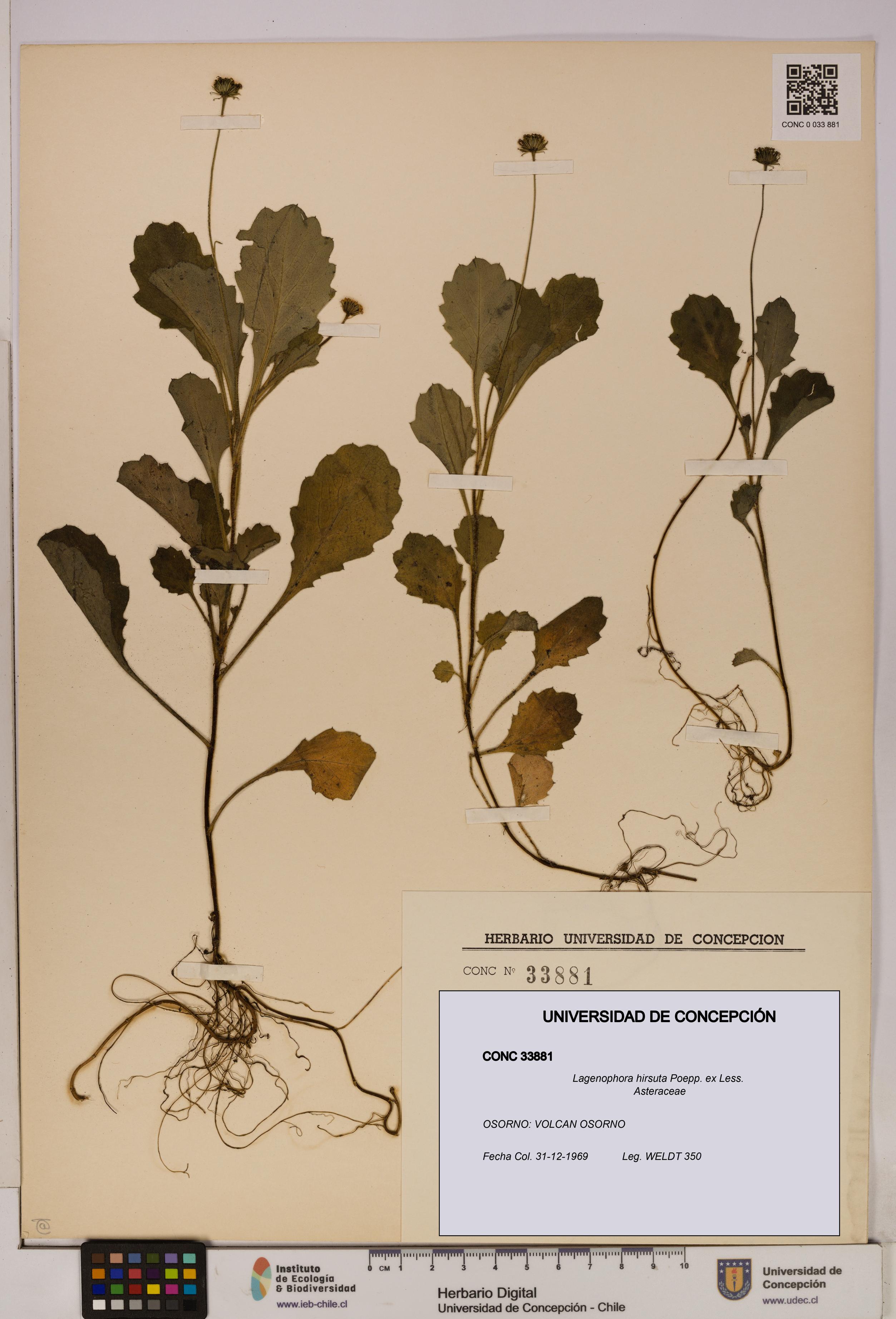Lagenophora hirsuta [Espécimen: ]
