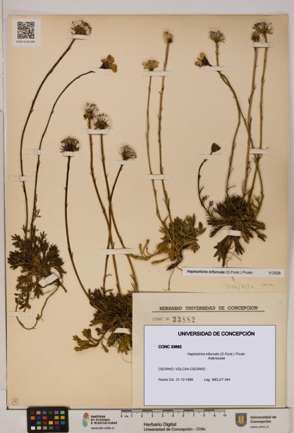 Haplosticha trifurcata [Espécimen: UDEC:CONC:0033882]