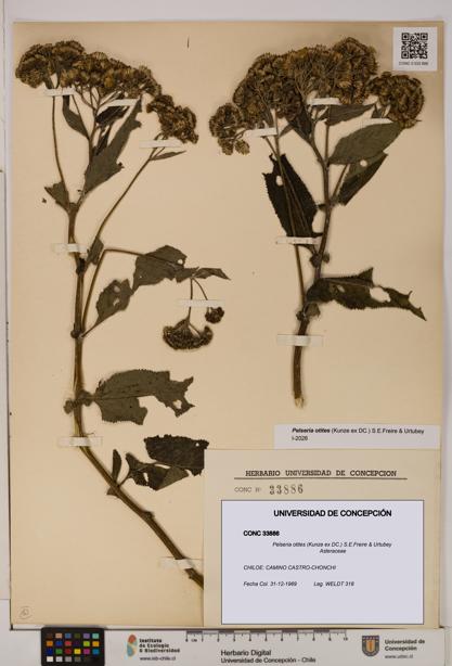 Pelseria otites [Espécimen: ]