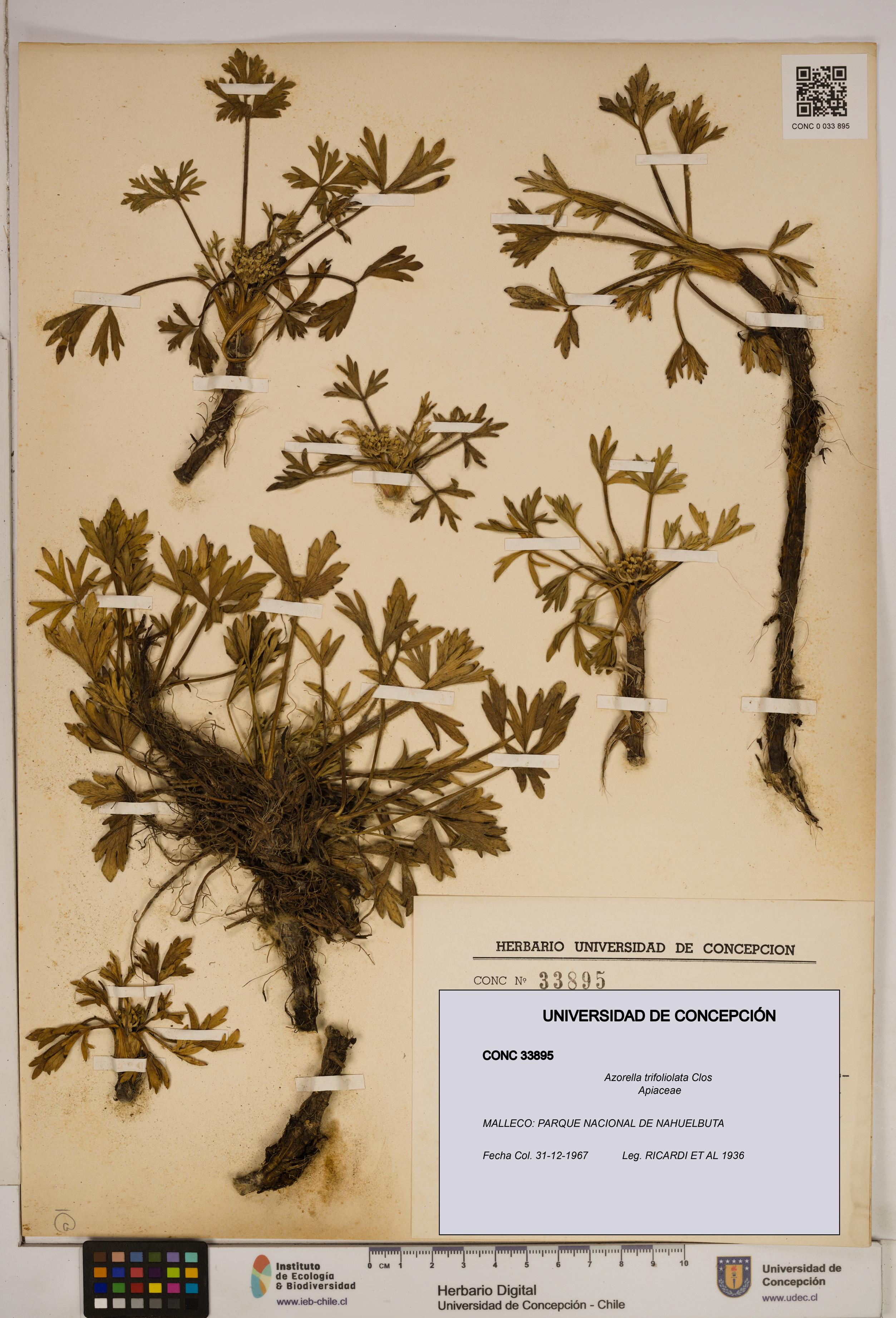 Azorella trifoliolata [Espécimen: ]