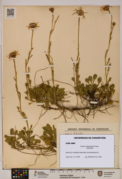 Senecio calocephalus [Espécimen: UDEC:CONC:0033897]