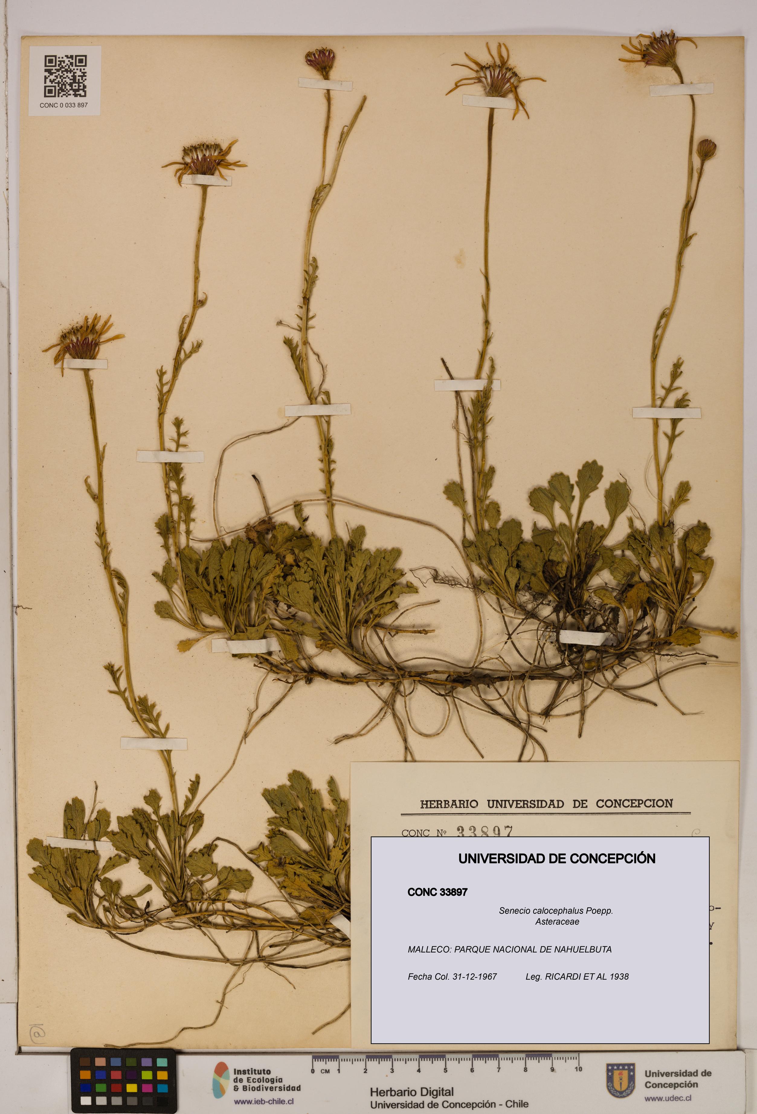 Senecio calocephalus [Espécimen: UDEC:CONC:0033897]