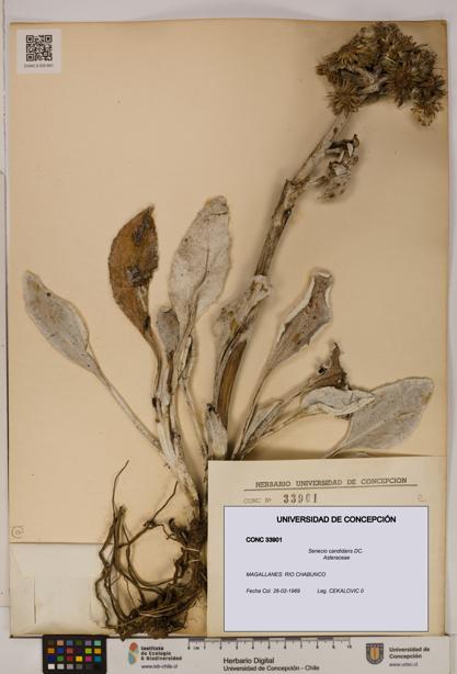 Senecio candidans [Espécimen: UDEC:CONC:0033901]