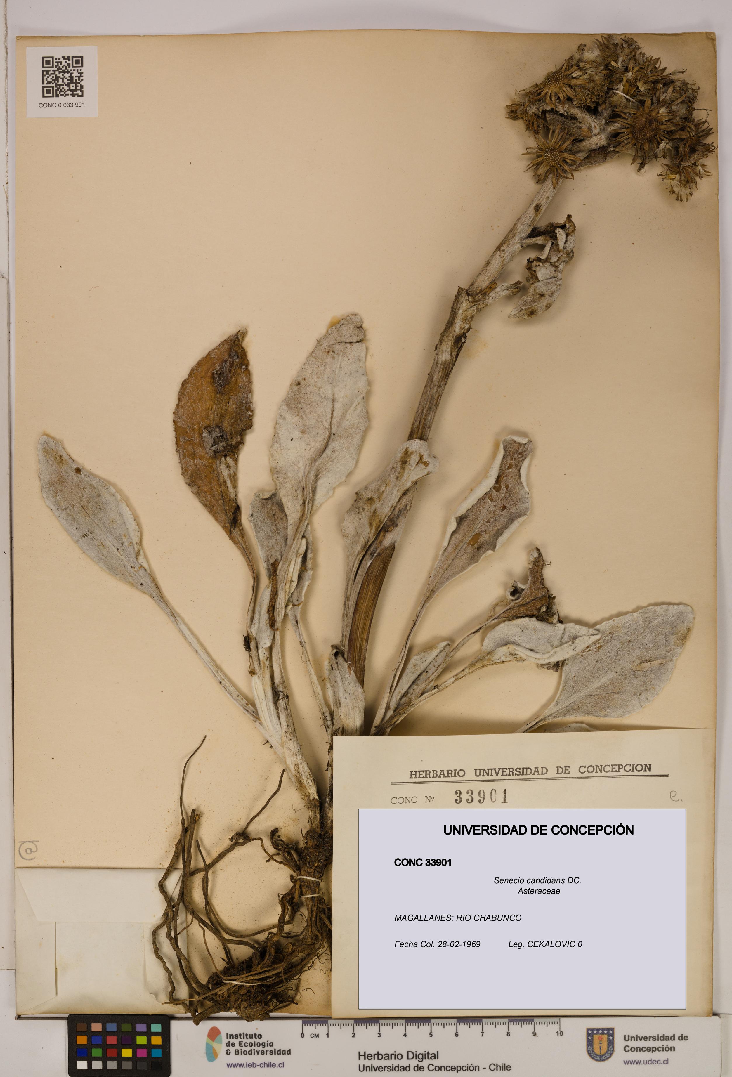 Senecio candidans [Espécimen: UDEC:CONC:0033901]