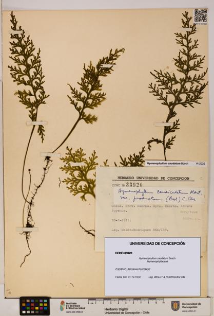 Hymenophyllum caudatum [Espécimen: UDEC:CONC:0033920]