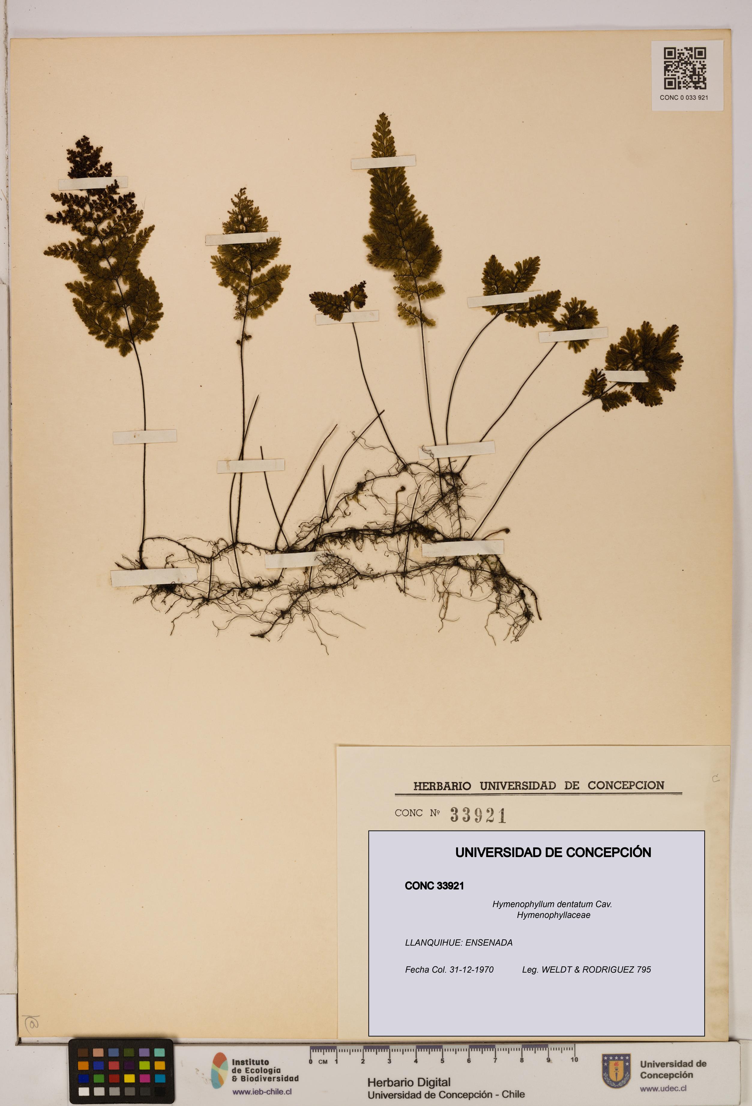 Hymenophyllum dentatum [Espécimen: UDEC:CONC:0033921]