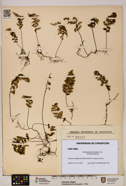 Hymenophyllum dentatum [Espécimen: UDEC:CONC:0033922]