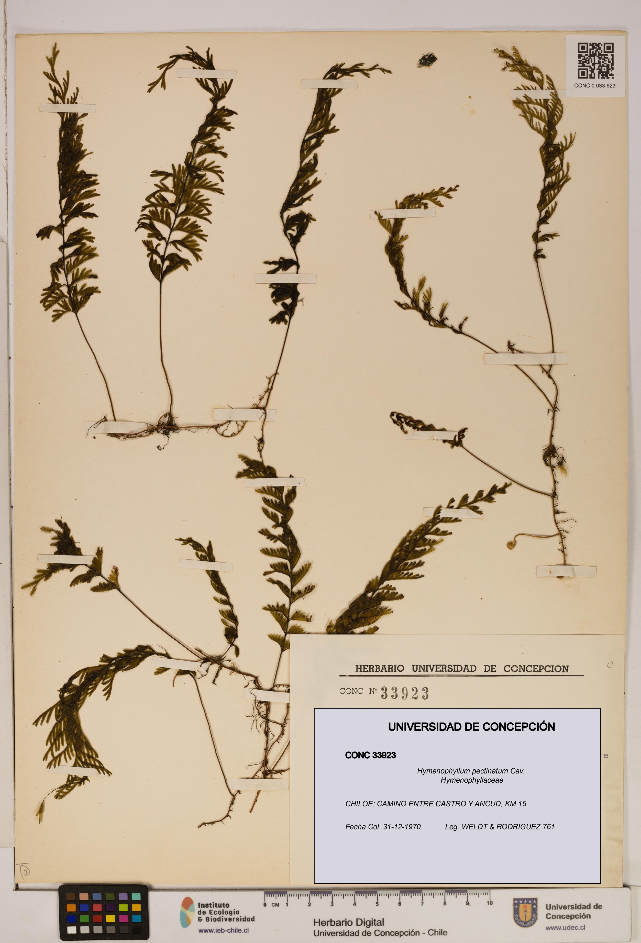 Hymenophyllum pectinatum [Espécimen: ]