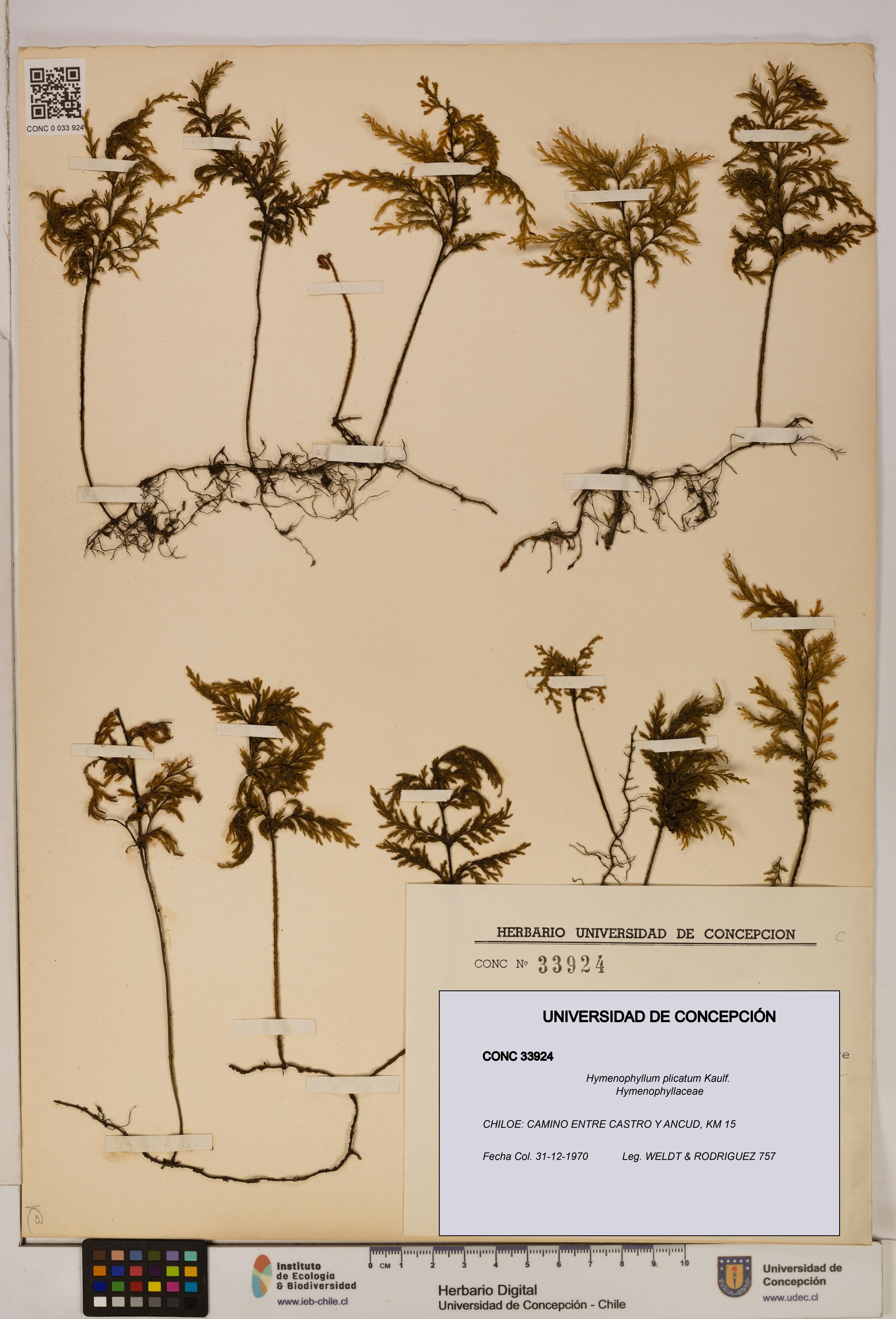 Hymenophyllum plicatum [Espécimen: ]
