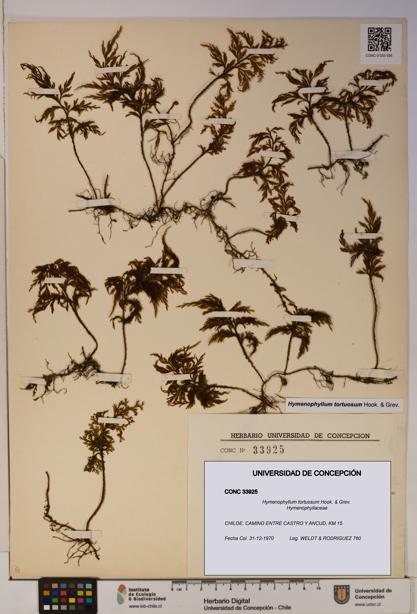 Hymenophyllum tortuosum [Espécimen: ]