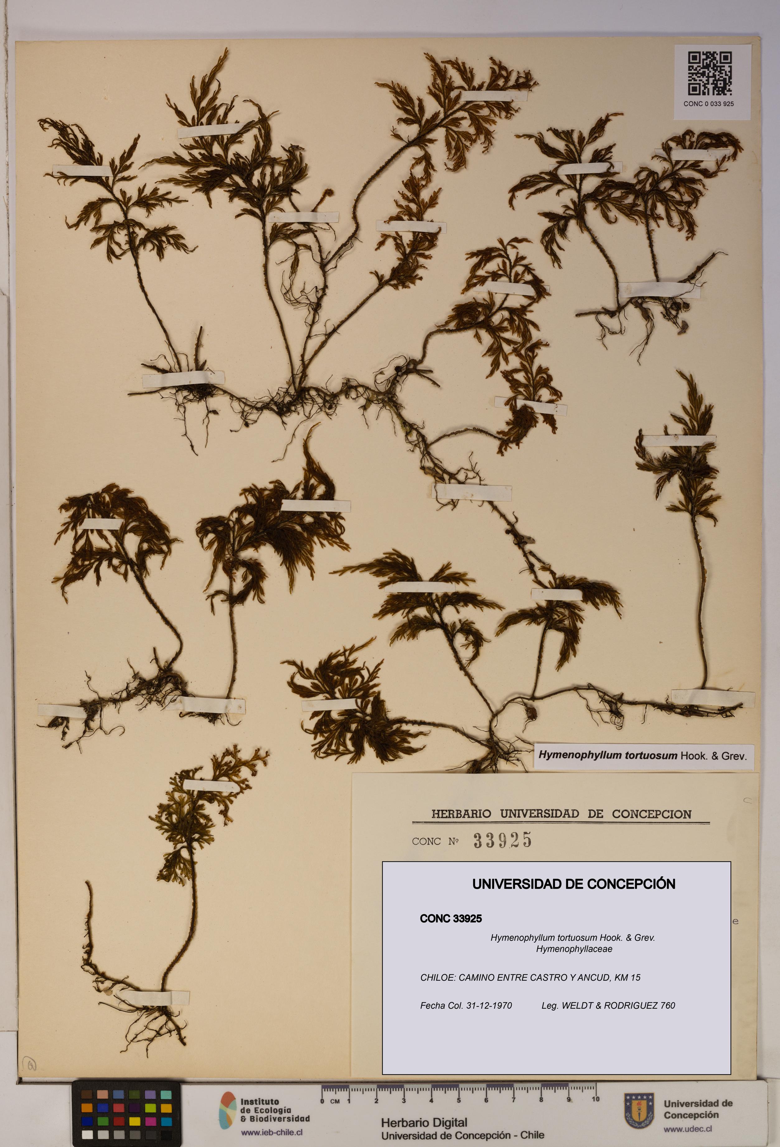 Hymenophyllum tortuosum [Espécimen: ]