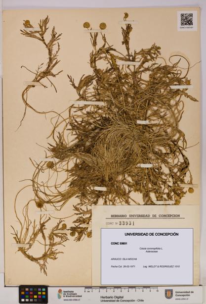 Cotula coronopifolia [Espécimen: UDEC:CONC:0033931]