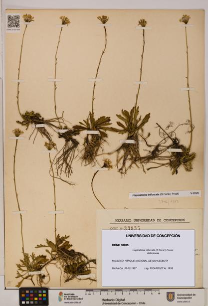 Haplosticha trifurcata [Espécimen: UDEC:CONC:0033935]