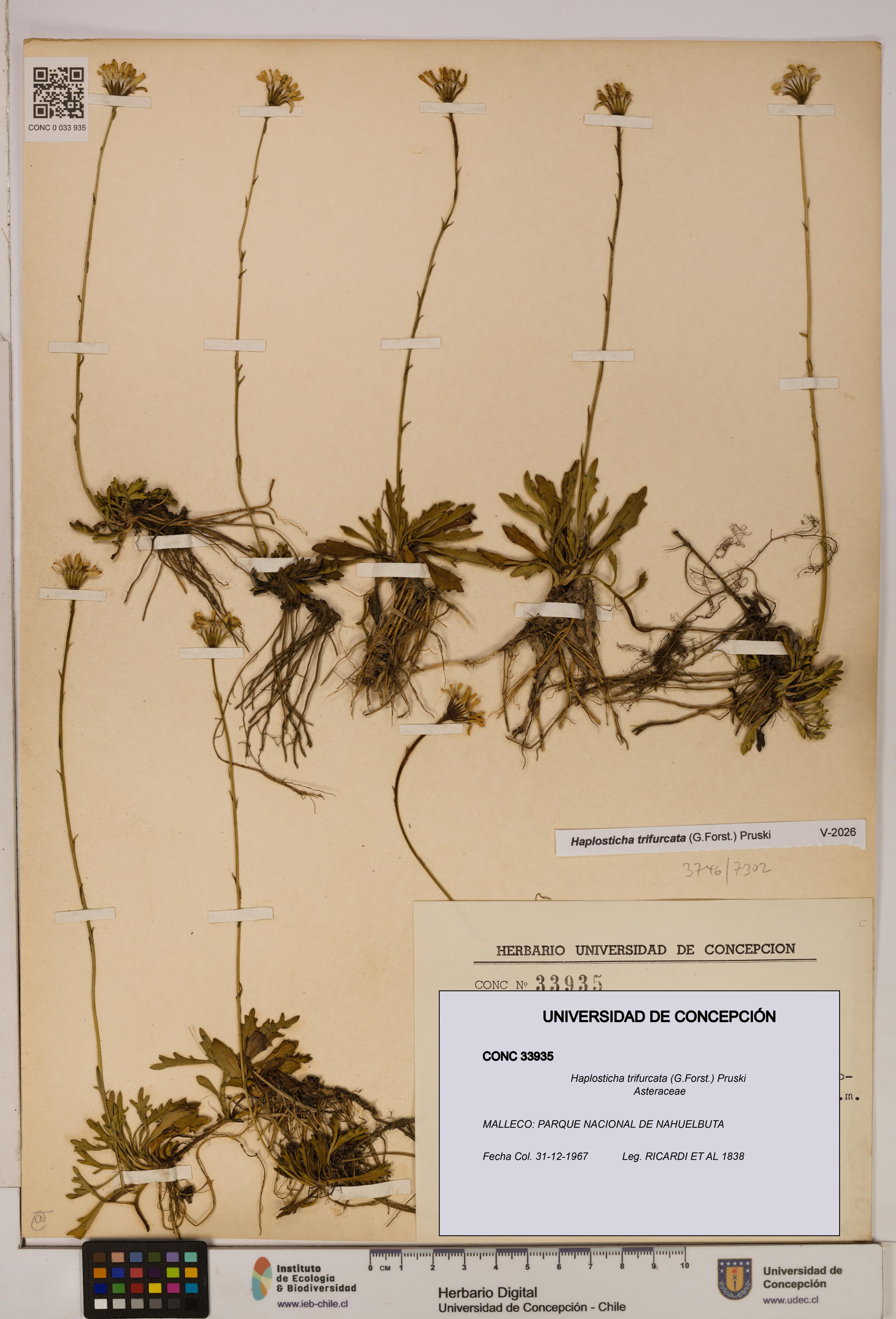 Haplosticha trifurcata [Espécimen: UDEC:CONC:0033935]