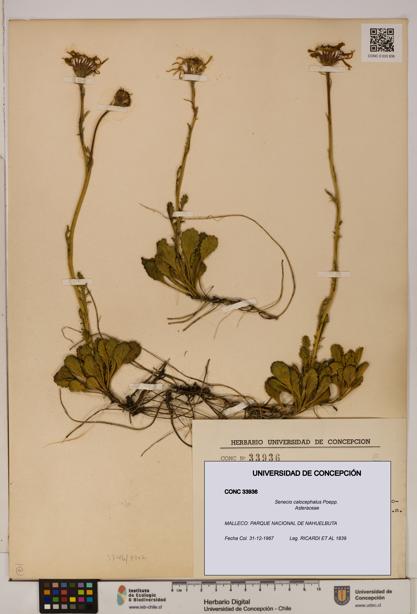 Senecio calocephalus [Espécimen: UDEC:CONC:0033936]