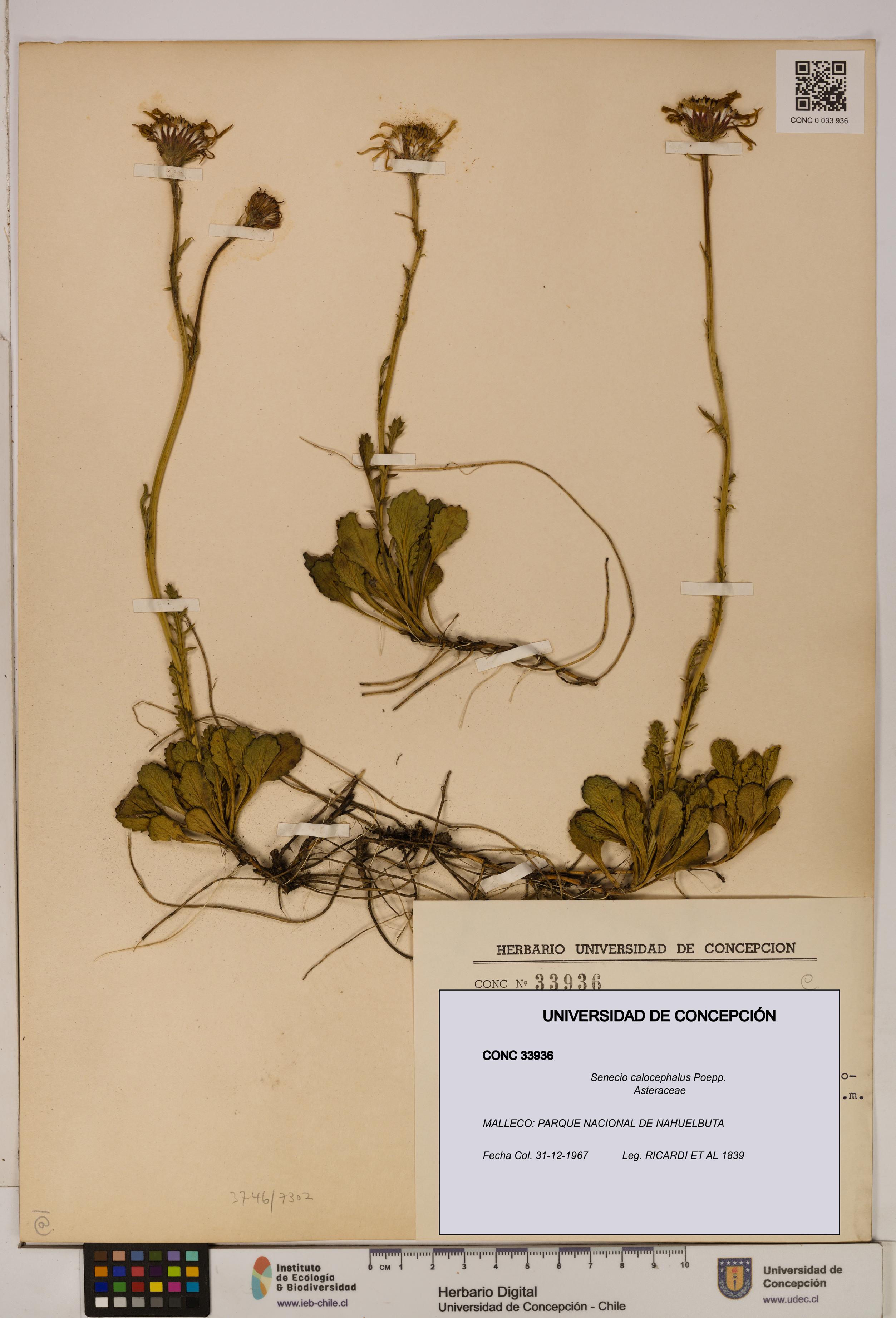 Senecio calocephalus [Espécimen: UDEC:CONC:0033936]
