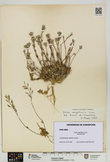 Draba magellanica [Espécimen: UDEC:CONC:0033942]