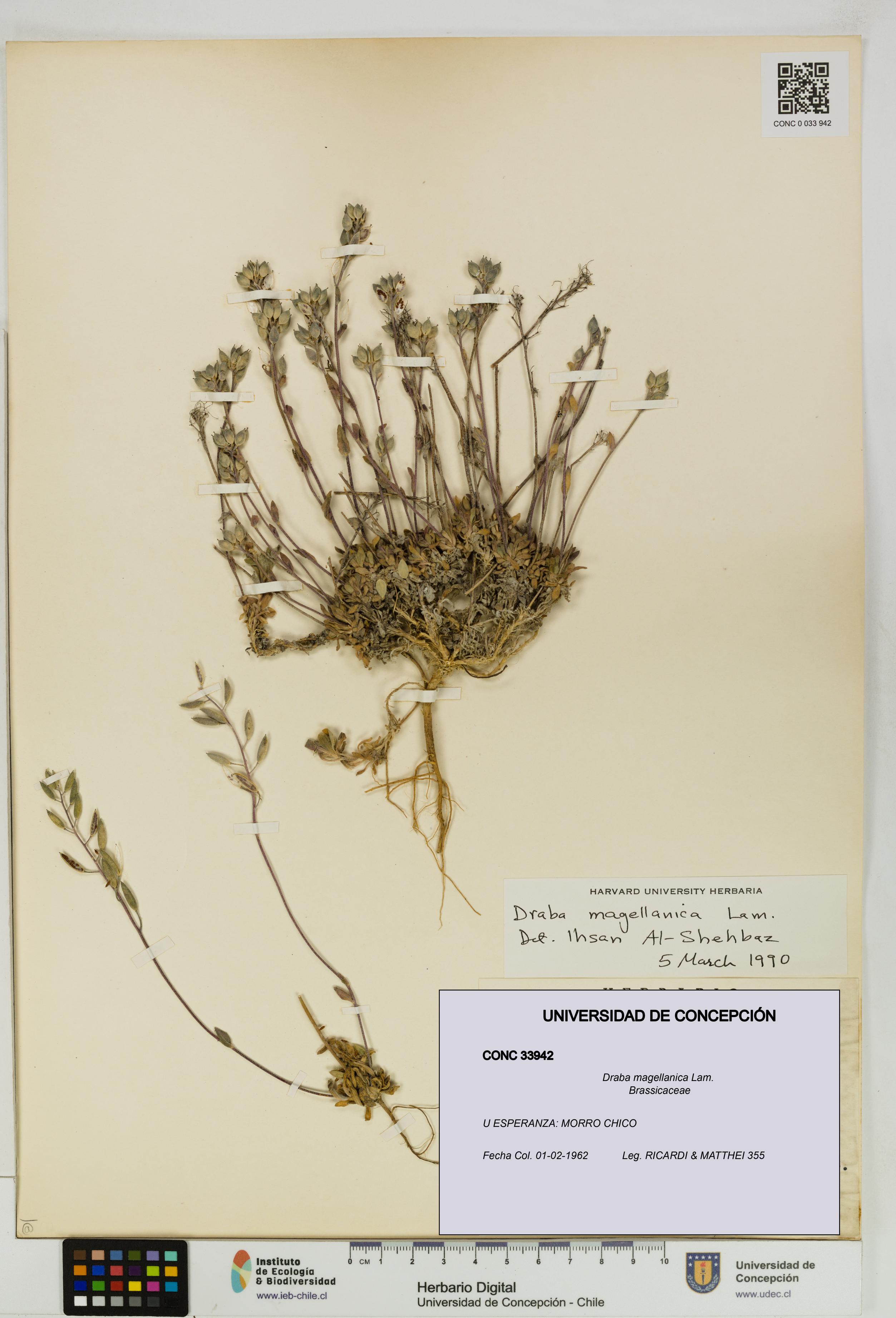 Draba magellanica [Espécimen: UDEC:CONC:0033942]