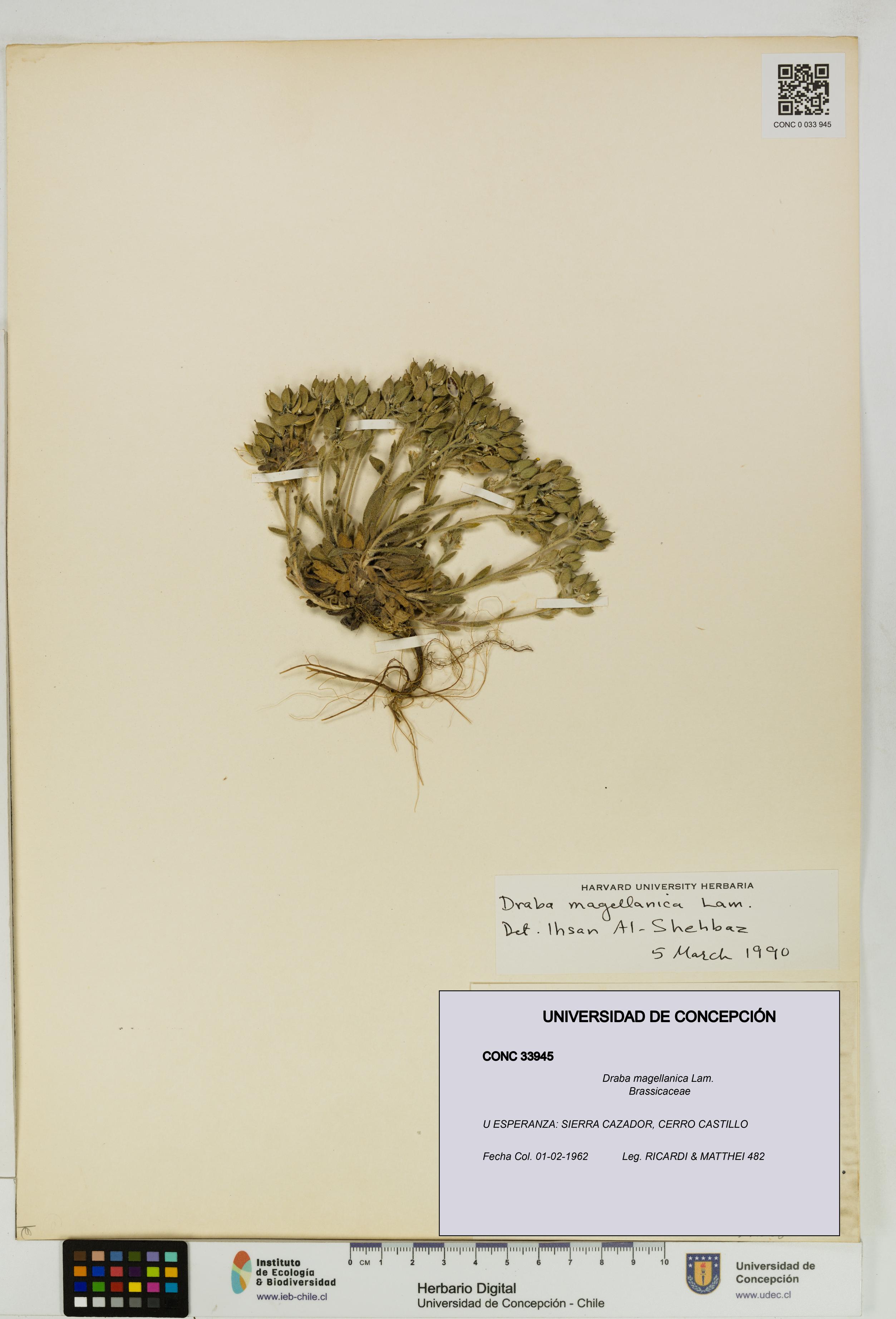 Draba magellanica [Espécimen: UDEC:CONC:0033945]