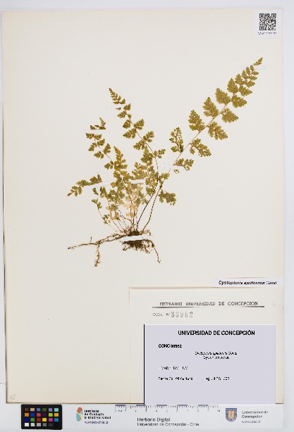 Cystopteris apiiformis [Espécimen: UDEC:CONC:0033962]