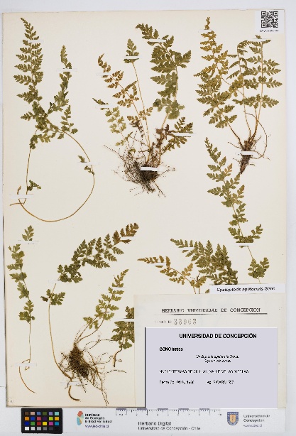 Cystopteris apiiformis [Espécimen: UDEC:CONC:0033963]