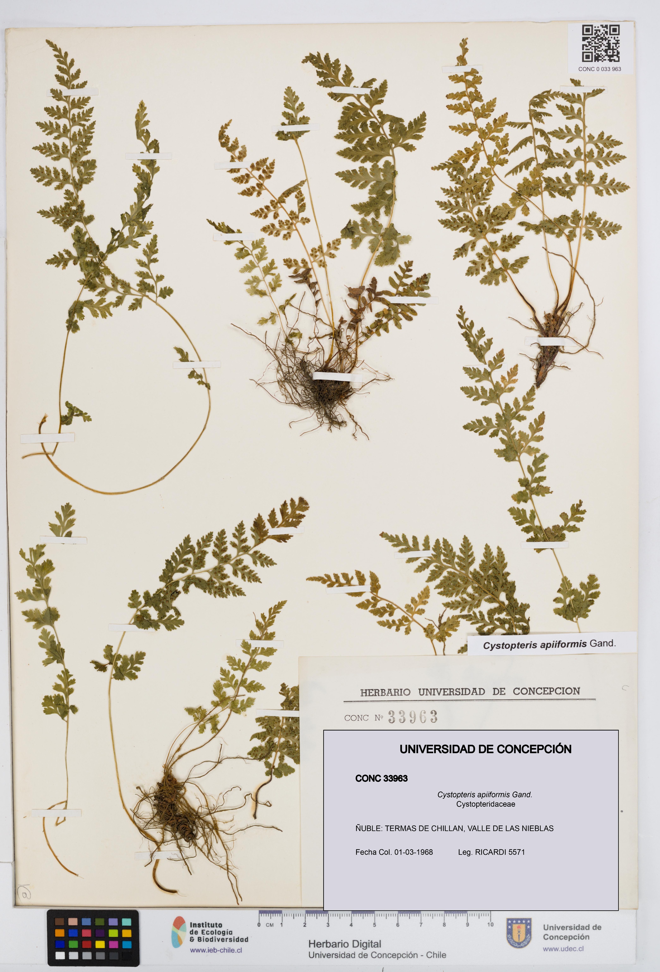 Cystopteris apiiformis [Espécimen: UDEC:CONC:0033963]
