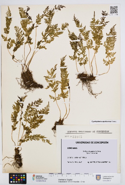 Cystopteris apiiformis [Espécimen: UDEC:CONC:0033965]