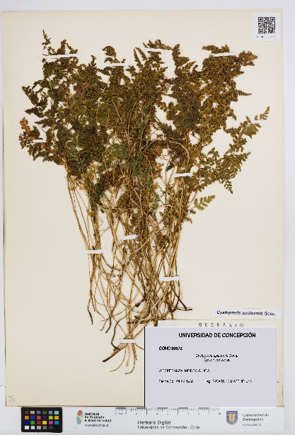 Cystopteris apiiformis [Espécimen: UDEC:CONC:0033972]