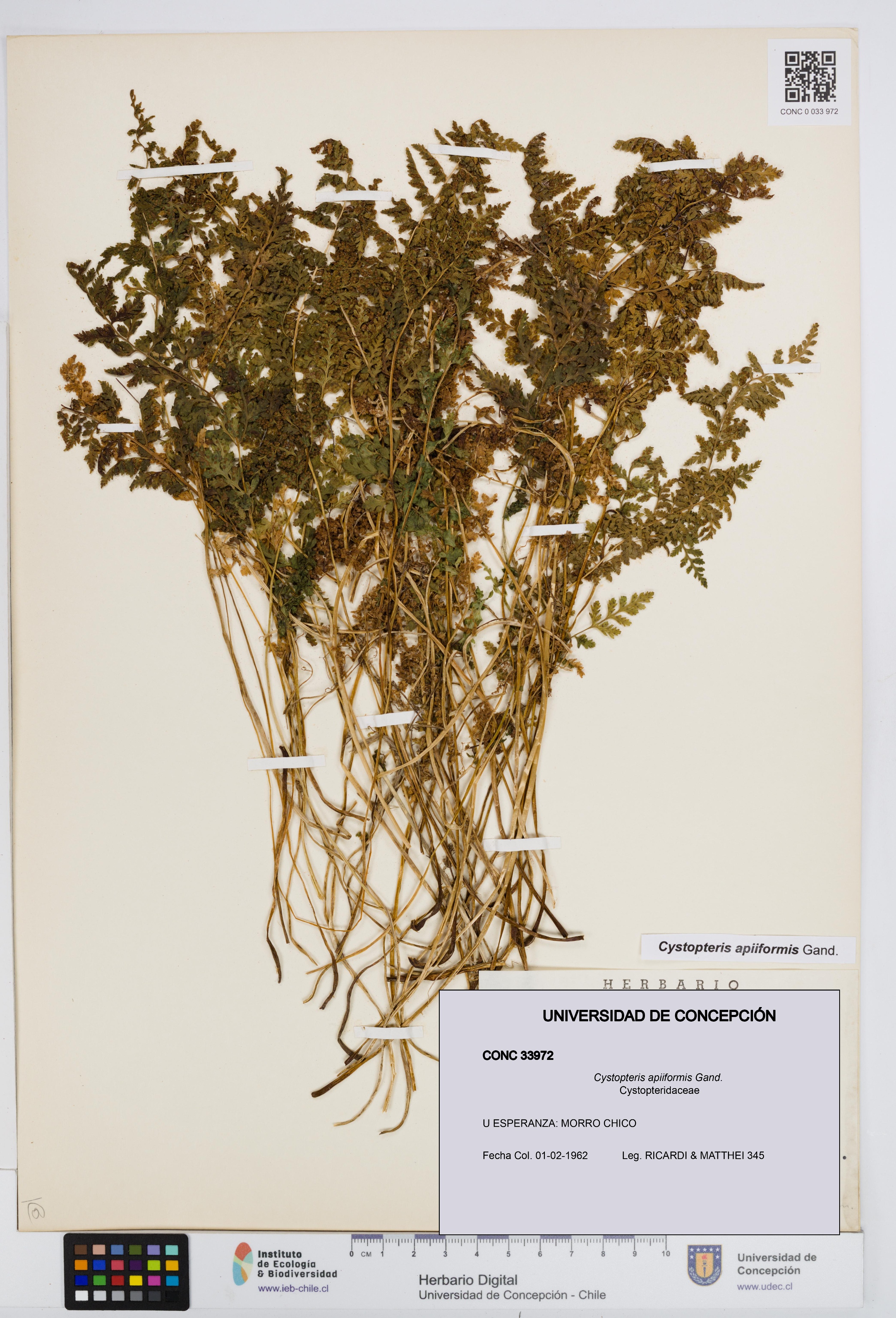 Cystopteris apiiformis [Espécimen: UDEC:CONC:0033972]