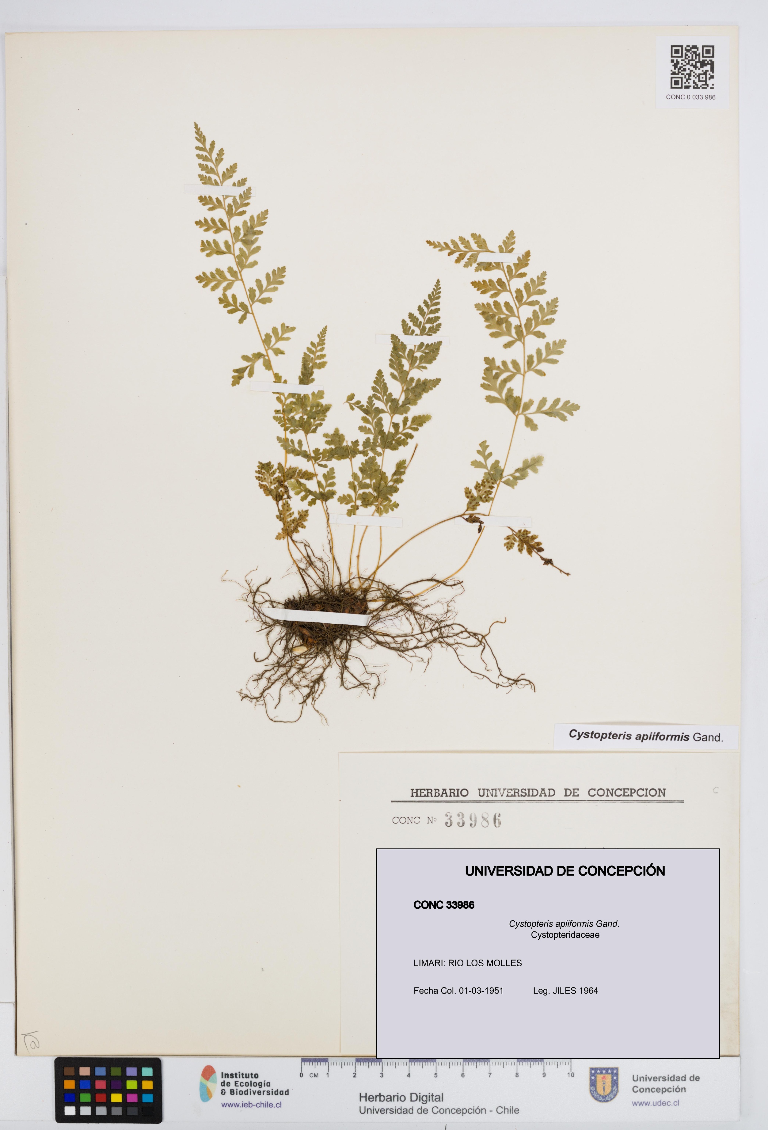 Cystopteris apiiformis [Espécimen: UDEC:CONC:0033986]