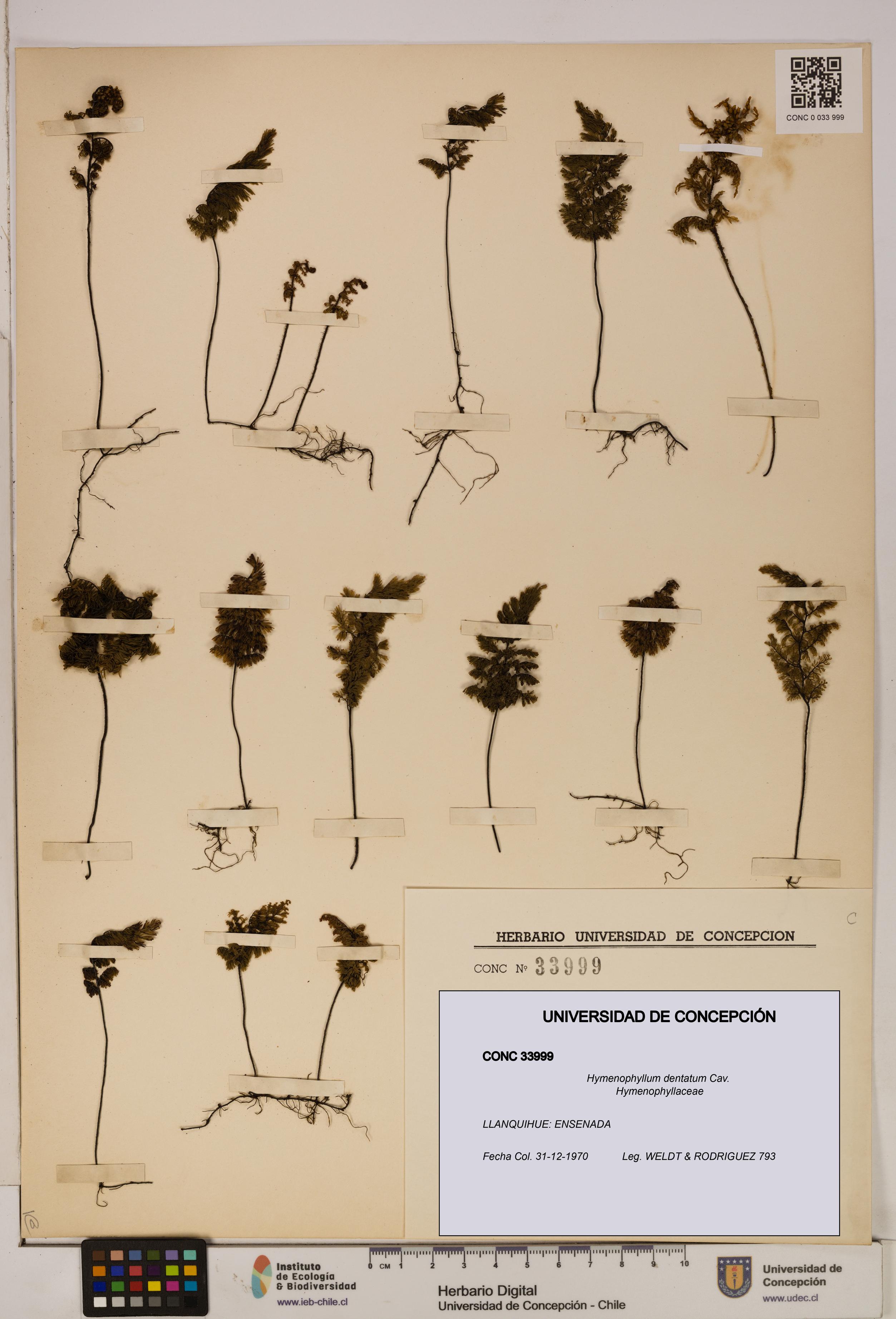 Hymenophyllum dentatum [Espécimen: UDEC:CONC:0033999]