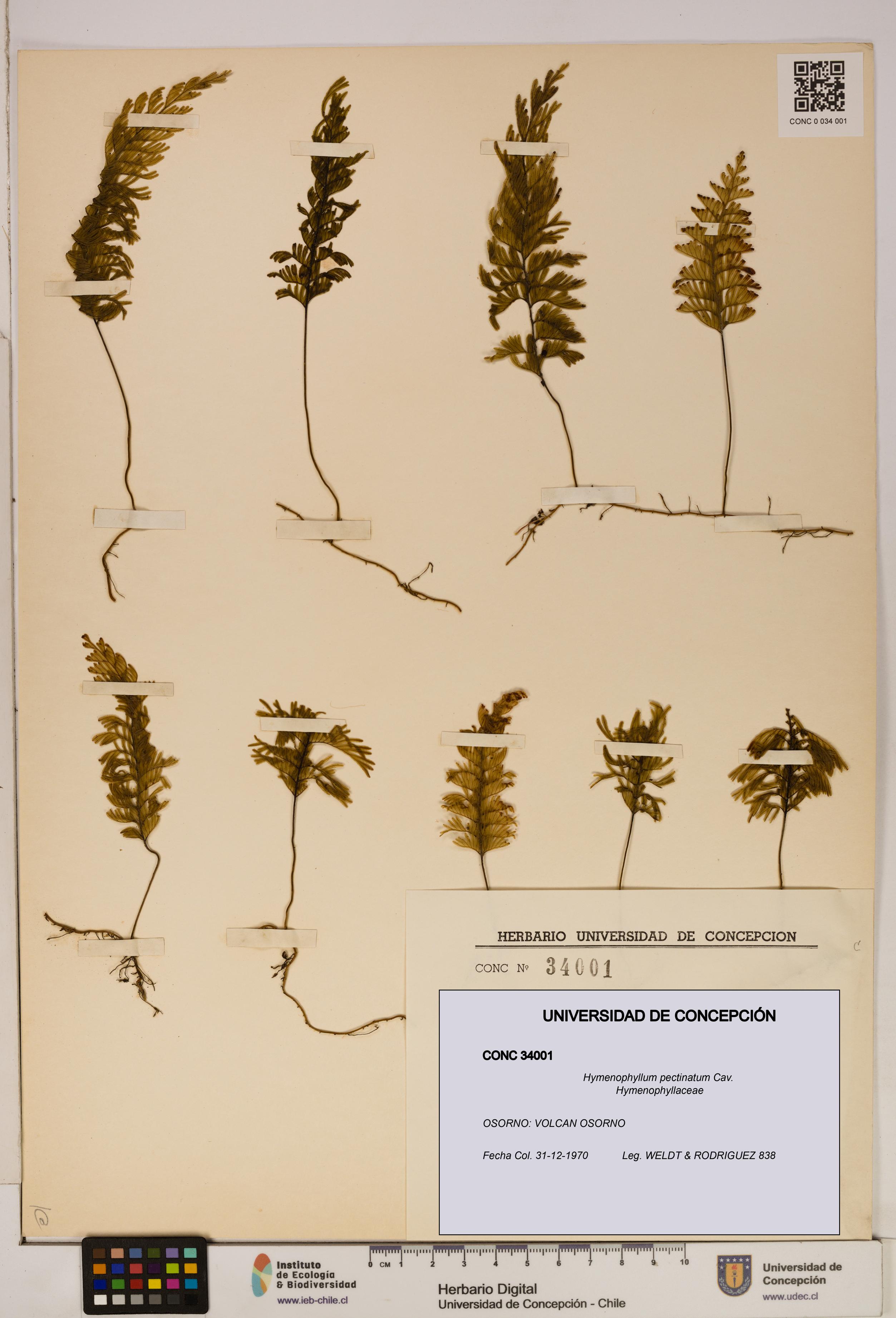 Hymenophyllum pectinatum [Espécimen: ]