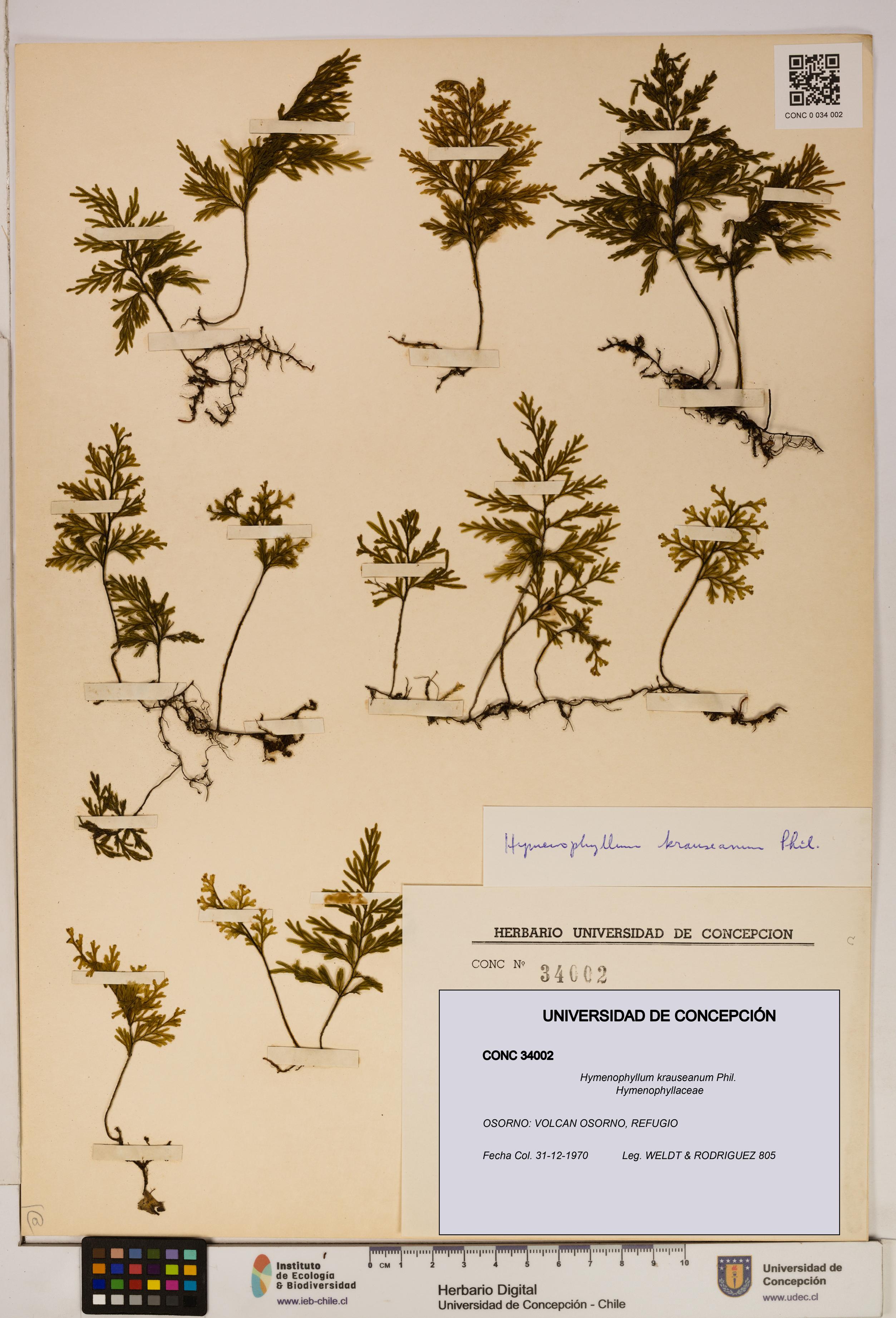 Hymenophyllum krauseanum [Espécimen: ]