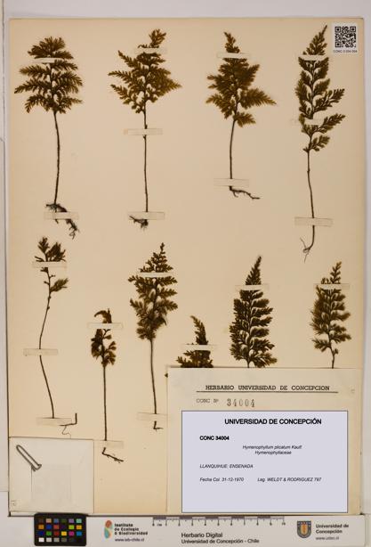 Hymenophyllum plicatum [Espécimen: ]