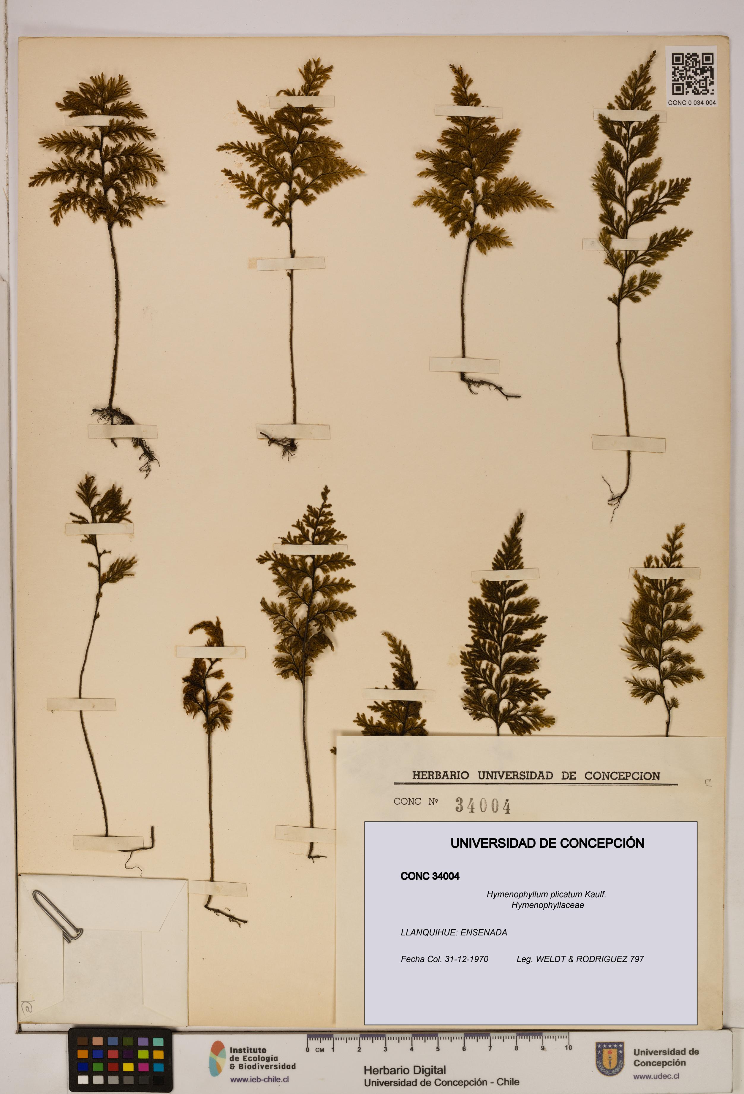 Hymenophyllum plicatum [Espécimen: ]